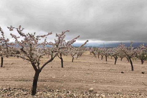 Helårsgrund i Yecla, Murcia, Yecla - € 45.000 | Ref: SF0565 - foto 15